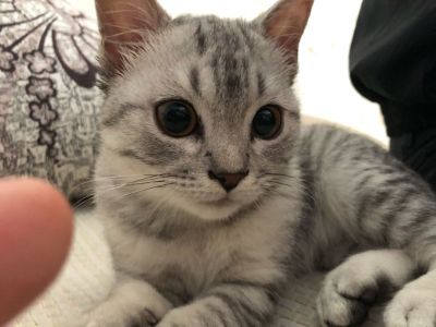 机械车婚篮球