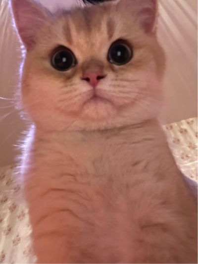 软装