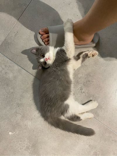 设计师