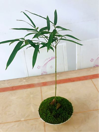 打胶无