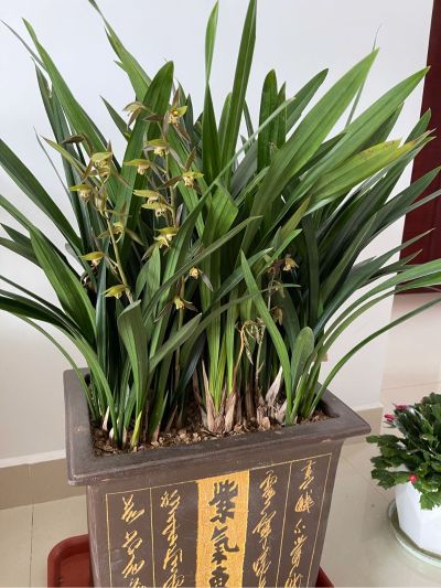 律师