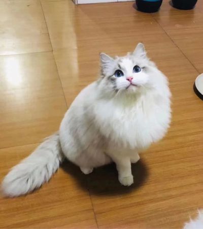 宠物美容