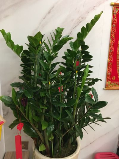 维修白蚁防治