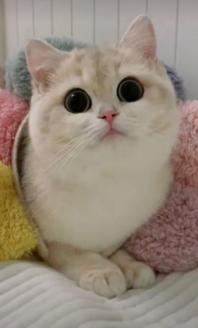 弱电智能化