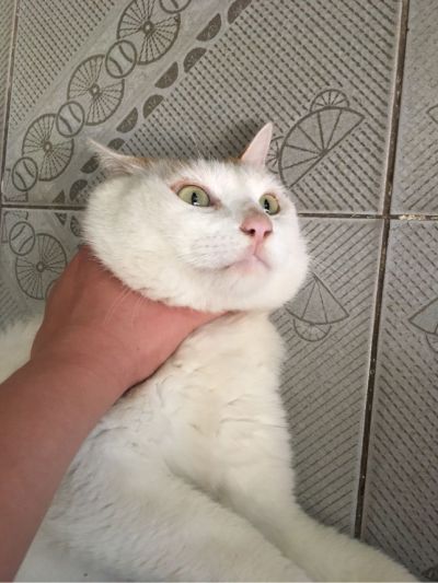 家庭