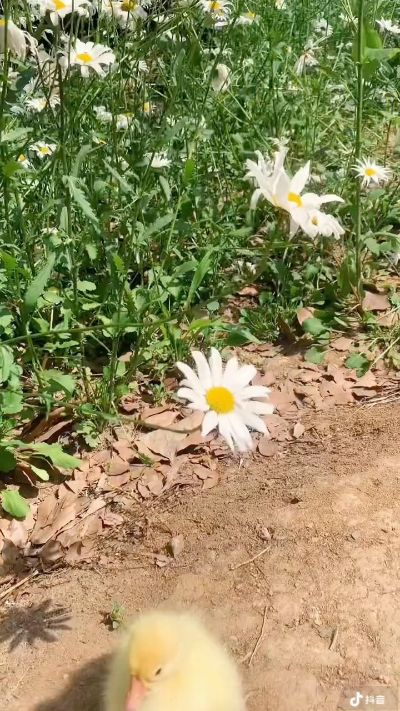 花工
