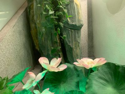 抹砌绿化水池