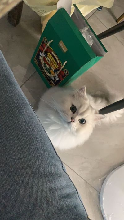 厨师司机