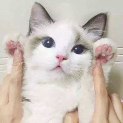 全能