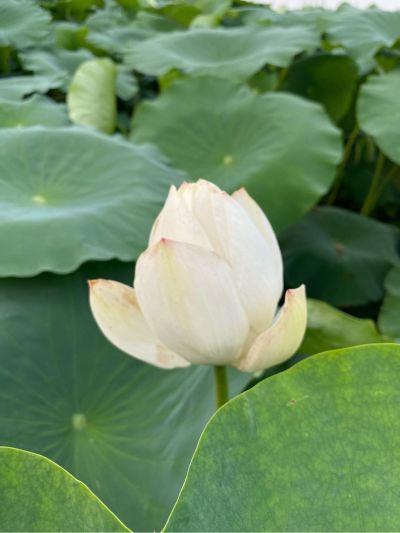 集成吊顶