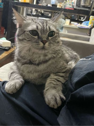 会计