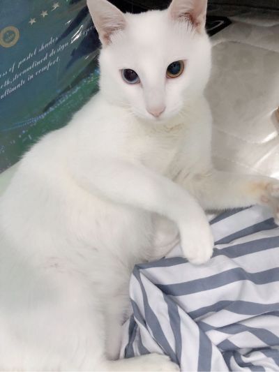 雙子装修设计