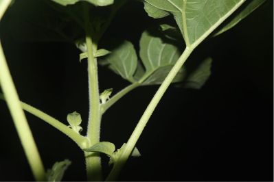 弱电安防弱电行业