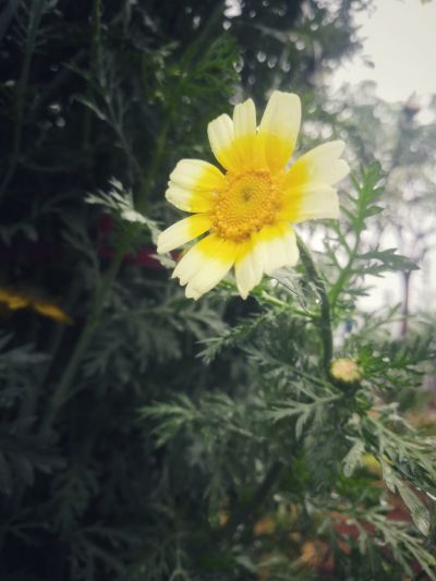 广告