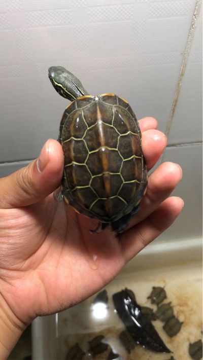 不锈钢