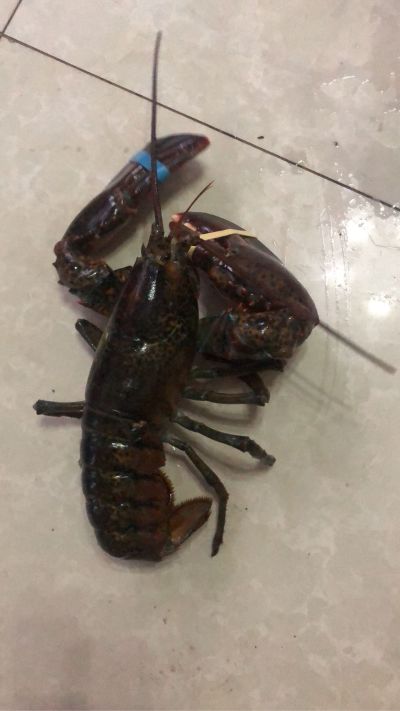全能