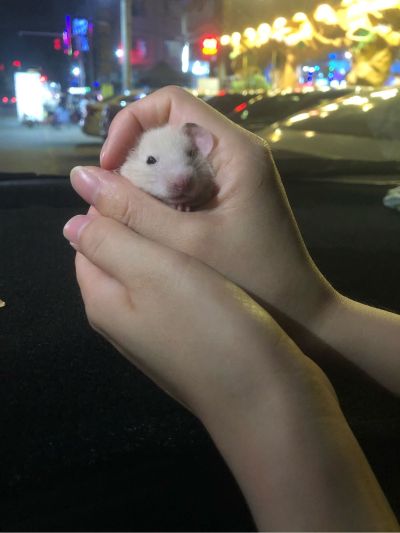 贴砖无