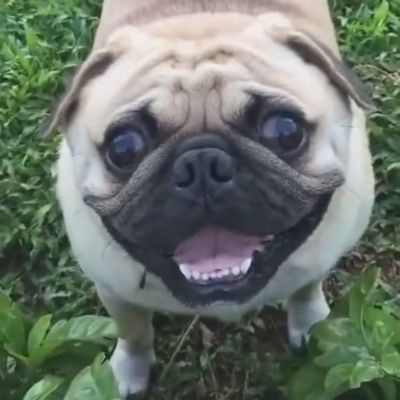 多种