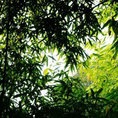 草木文化