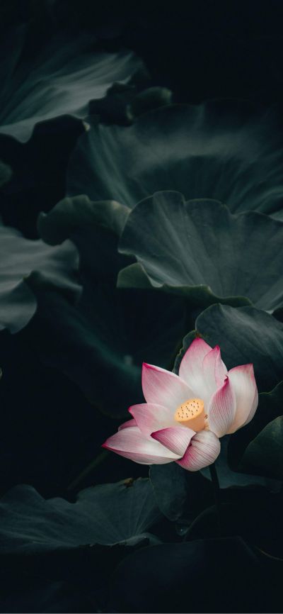 各种