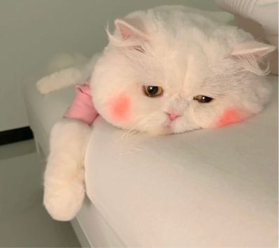 美睫