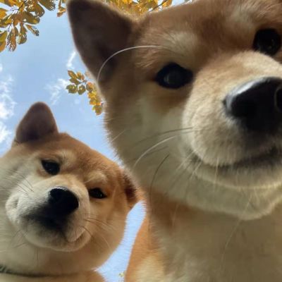 校对打文件编辑校对