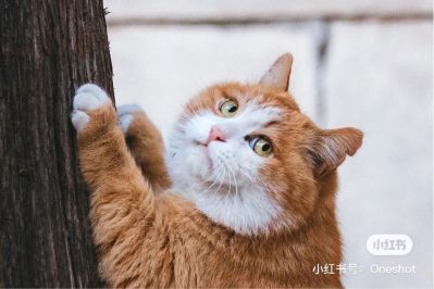 艺术文化