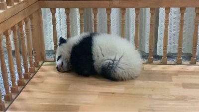 全能