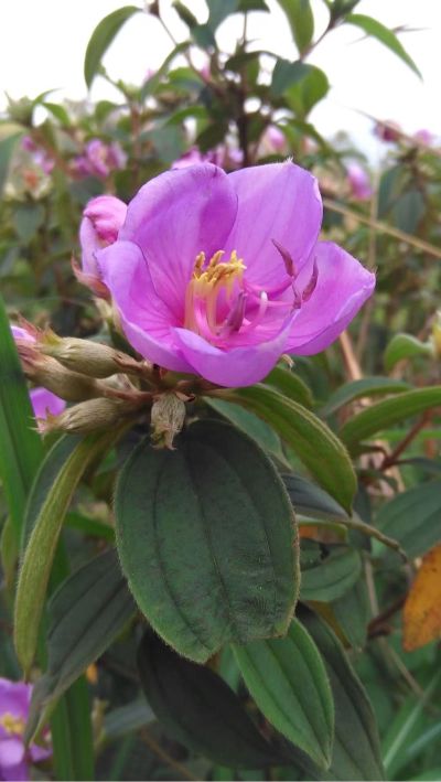 厨师钟点保洁厨师钟点保洁