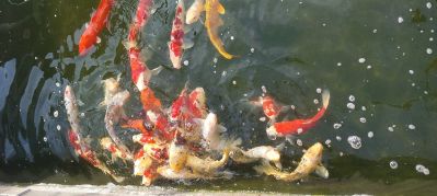 专业拆除 上海市专业拆除团队，拆除范围，家装二次拆除，砸墙，开门洞，铲墙砖，破地砖，破地坪，拆木地板，拆玻璃，拆隔断，拆门头，拆门窗，拆吊顶，拆楼梯，隔层拆除，承接工装拆除，宾馆，KTV，学校，商场，酒店，网吧，店铺，办公室，保护型拆除，还原毛坯，等各种大小拆除工程！如有需要请联系。15399568857v同步