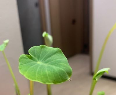 全屋定制家装设计家装设计家装设计