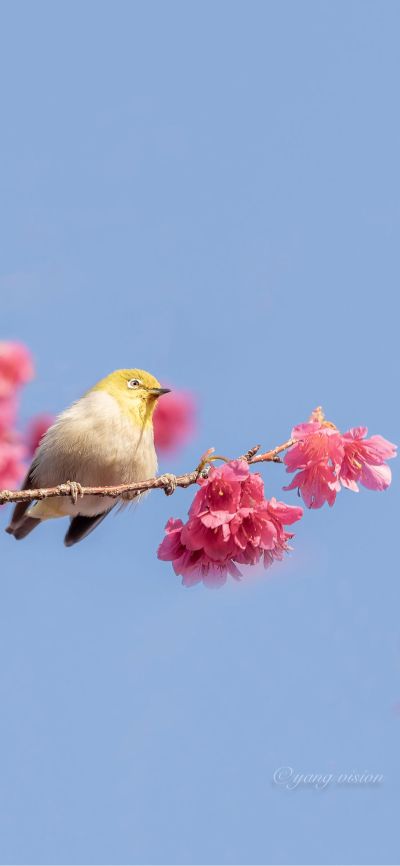 会计