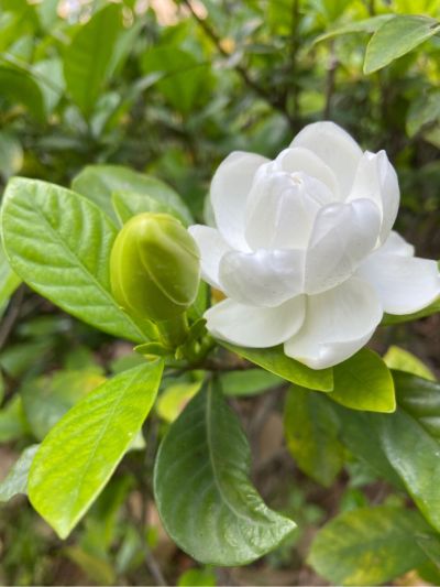 软膜软膜