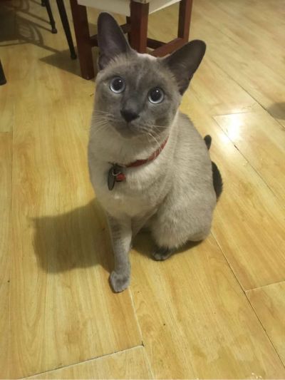 宠物陪诊宠物陪诊跑腿家政