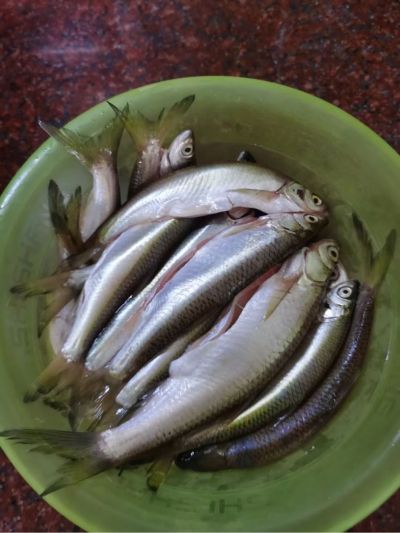 拆家