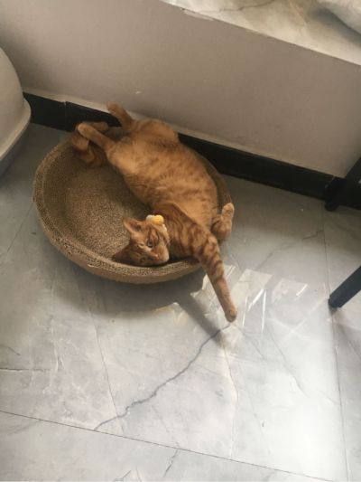 安装跑腿维修