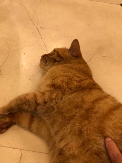 自由职业