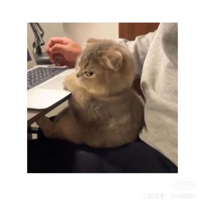 日结