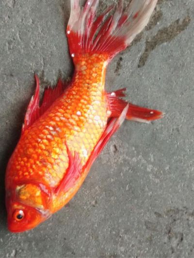 投标文件编写