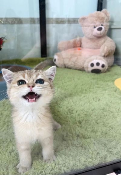 设计