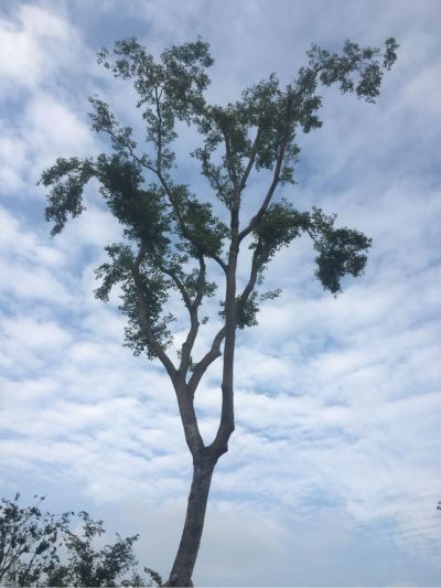 地平吊顶木门