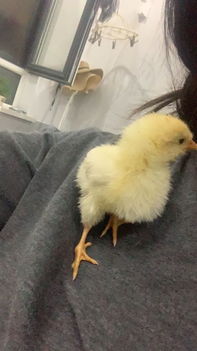 歌手