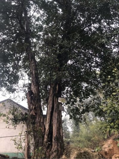 油漆花艺气球