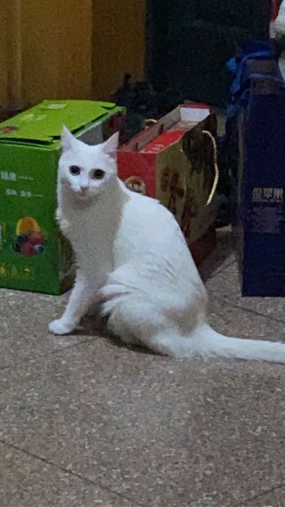 室内装潢装修设计施工