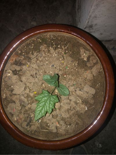 弱电智能化弱电