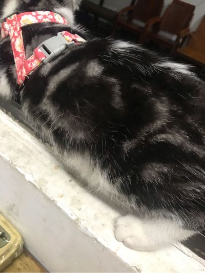 木工装修吊顶