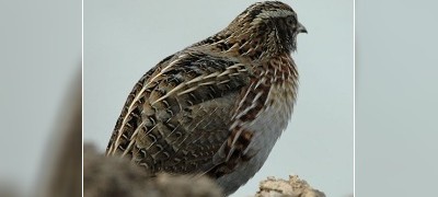 本人专业维修外墙窗口漏水