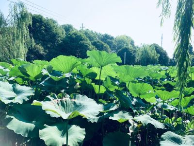 安装搬运无
