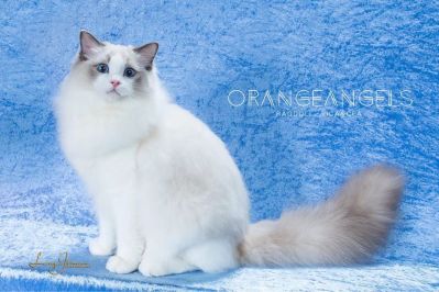 专业行业品牌安装卫浴净水