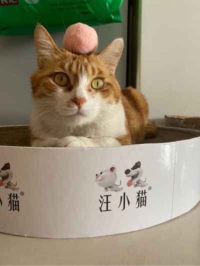数码